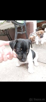 Jack Russel Teriér šteniatka - 7