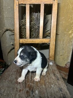 Darujem šteniatka - 7