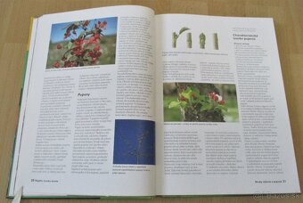 Řez ovocných stromu a keřu - 7