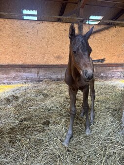3v1 - březí klisna po grullo roan + silver chamagne hřebeček - 7