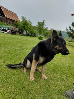 Šteniatka Nemeckého ovčiaka - 7