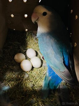 Agapornis Roseicollis - 7