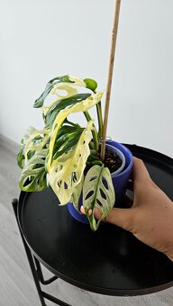 Monstera adansonii veriegata - izbova rastlina - 7