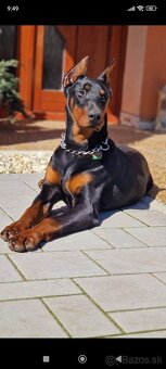 Doberman - 7