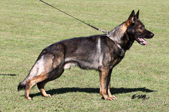 Německý ovčák - štěňata s PP - 7