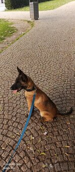Belgický ovčiak malinois - 7