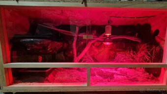 Pyton tmavý—(Python bivittatus) - 7
