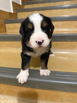 Bernsky salašnicky pes šteniatka - 7