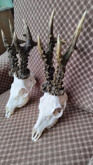 Ponúkame na predaj odliatky zlatých srncou Parožie zhody tr - 7