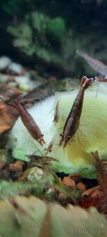 Rastliny aj Krevetky - 7