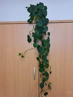Ficus Benjamina a iné - 7
