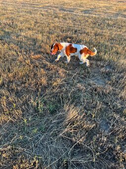 Welsh springer spaniel šteniatko - 7