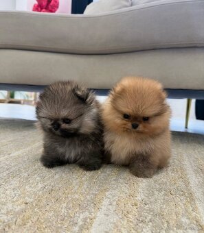 Pomeranian mini - 7