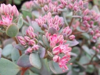 Rozchodniky(Sedum) - 7
