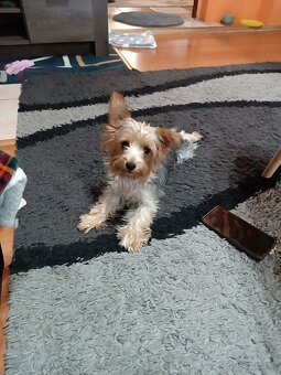 Yorkshirsky teriér - 7