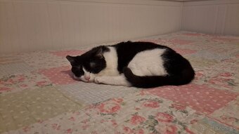 Darujem kastrovanú mačičku - 7