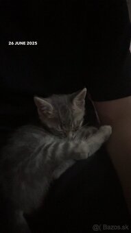 🐾domáca mačka🐾menom Oliver🐈 - 7