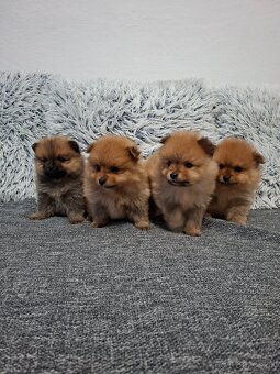 Pomerian Pomeranian oranžový špic - 7