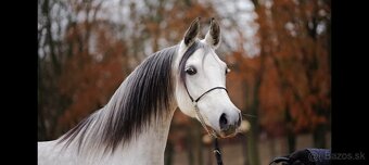 Arabský plnokrvník - 7