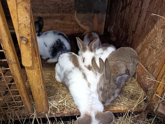 Králiky, zajace - 7