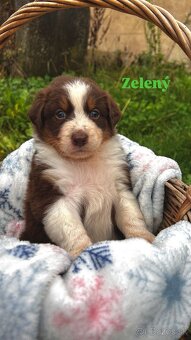 Australský ovčák bez PP - 7