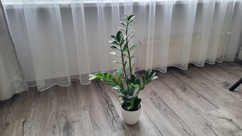 Zamiokulkas (Zamioculcas zamiifolia) - 7