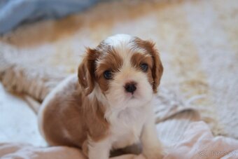 Šteniatka Cavalier King Charles Spaniel - 7