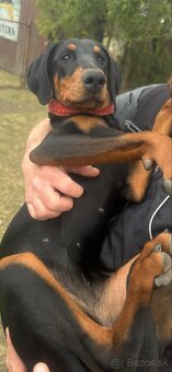 Darujem Doberman s FCI PP - 7