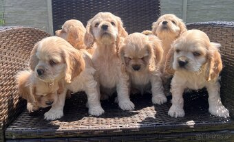 Americky Kokerspaniel-steniatka - 7