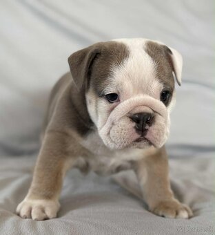 Anglicky Bulldog-steniatka - 7