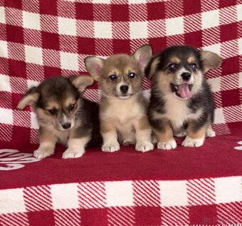 Welsh Corgi Pembroke - 7