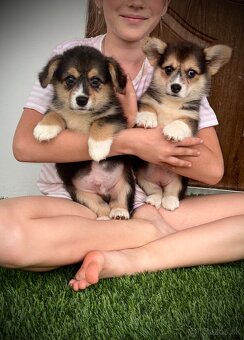 Welsh Corgi Pembroke - 7