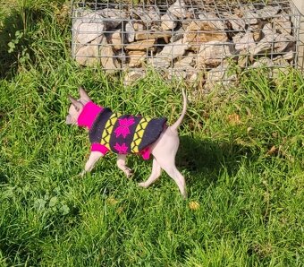 Americký bezsrstý teriér s PP FCI - 7