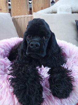 Americký kokeršpaniel/s pp - 7