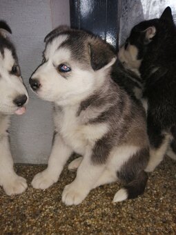 Sibirsky húsky - 7