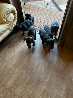 Doberman - 7