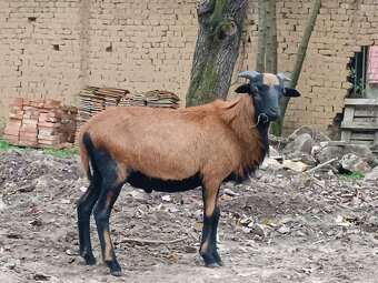 Baran kamerunský - 7