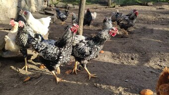 Wyandotky kohúty - 7