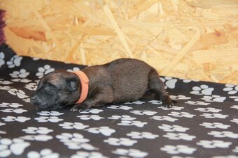 Belgický ovčiak malinois - 7