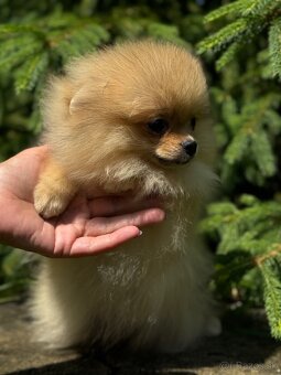 Pomeranian Mini fenečka PP FCI - 7