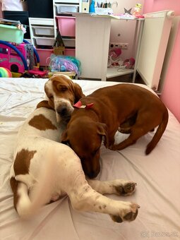 Basset fenka za symbolickú cenu - 7