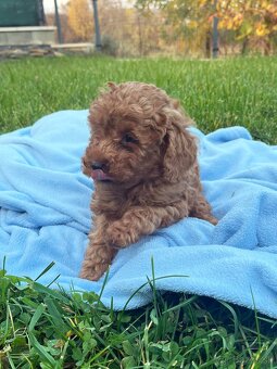 Pudel / pudlík - trpaslíči, šteniatka chlapci - 7