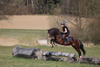 Hřebec Welsh Cob v atraktivní barvě - 7