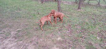 Rhodesian Ridgeback - 7