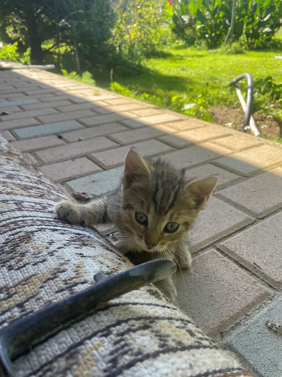 mačiatka - 8
