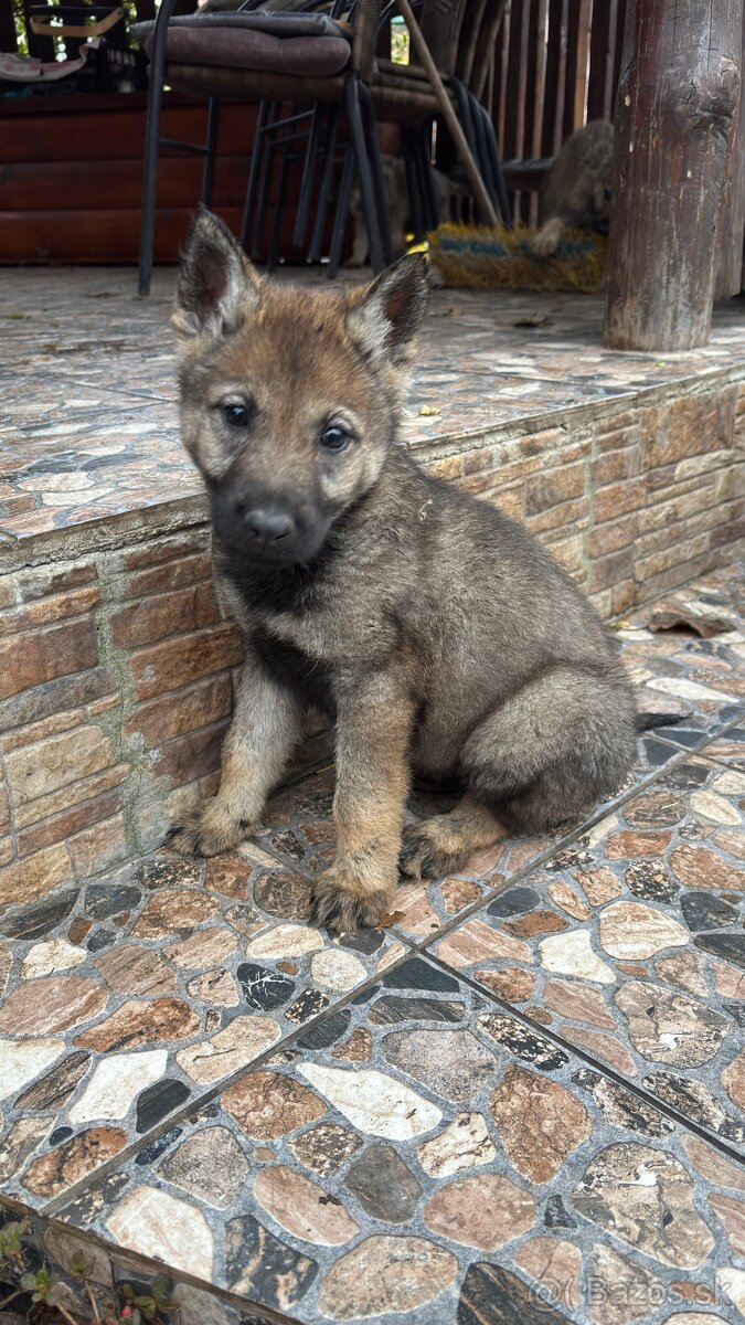 Šteniatka- Československý vlčiak - 8