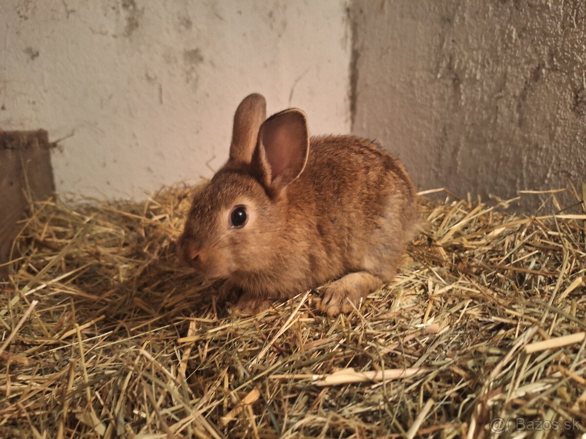 Predávam zakrslé králiky - 8