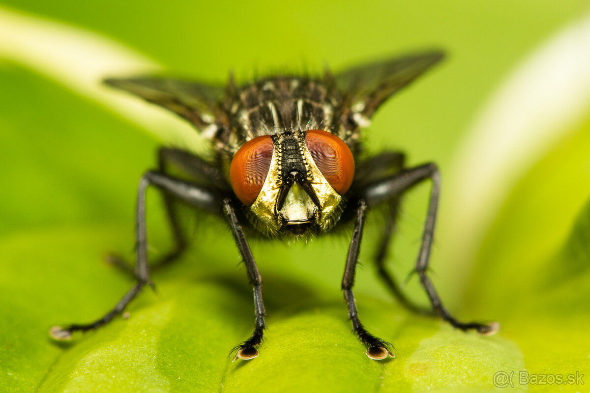 CANON EF 100mm f/2.8 USM makro - 8