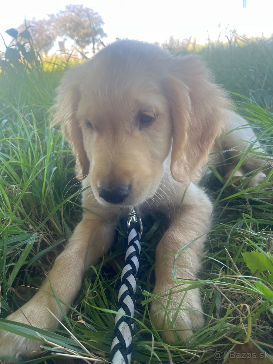 Zlaty retríver - 8