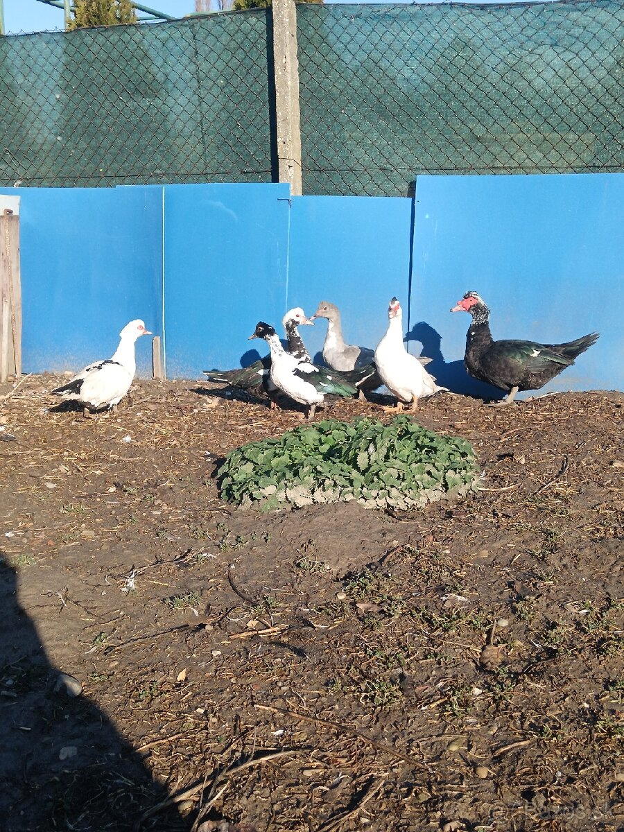 čínske kačice - 8